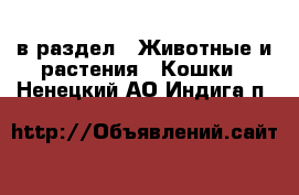  в раздел : Животные и растения » Кошки . Ненецкий АО,Индига п.